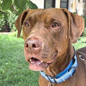 A brown dog with floppy ears and a blue collar, sitting outdoors on a grassy area with green foliage in the background.