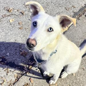 DOLLY, Shepherd / Mixed Breed, adult, available for adoption