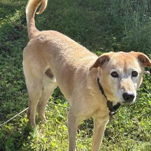 A light brown dog standing in a grassy area, looking towards the camera with its ears perked up and tail raised.
