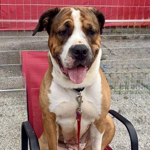 DAISY, Saint Bernard / Mixed Breed, adult, available for adoption