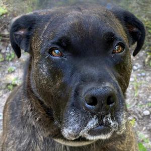 Close-up of a dog with a brindle coat and brown eyes