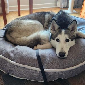 TESLA, Husky / Mixed Breed, senior, available for adoption