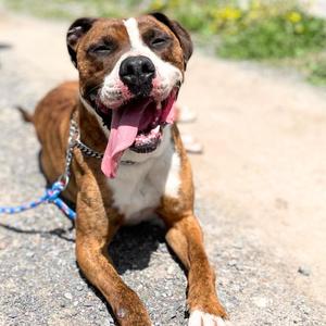 RIGGS, American Bulldog / Mixed Breed, adult, available for adoption