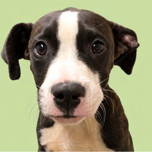 A close-up of a black and white puppy with large, expressive eyes and floppy ears, looking directly at the camera against a light green background.