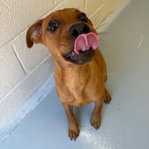 Maple, Terrier, Pit Bull, puppy, available for adoption