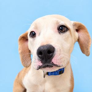 A light-colored dog with floppy ears and a blue collar, looking directly at the camera against a blue background.