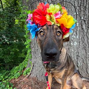 Mai Tai, Shepherd, German, young, available for adoption