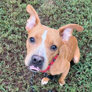 Clementine, Terrier, Pit Bull, young, available for adoption