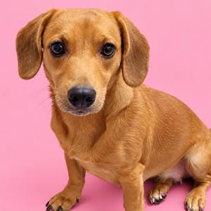 A brown dachshund sitting on a pink background