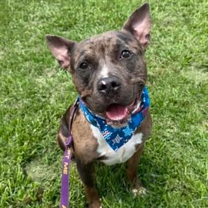 Dylan, Terrier, Pit Bull, young, available for adoption