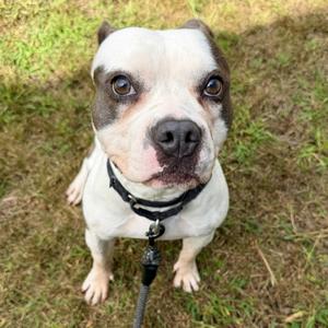 Darla, Terrier, Pit Bull, young, available for adoption