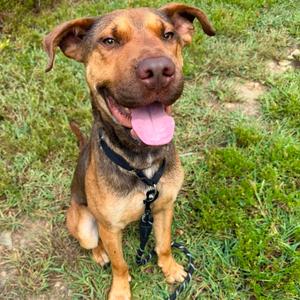 Cheese Fry, Shepherd, young, available for adoption
