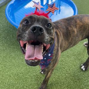 Jax, Terrier, Pit Bull, adult, available for adoption
