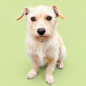A small, fluffy dog with a light-colored coat and floppy ears sitting on a green background.