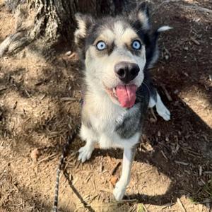 Sabrina, Husky, adult, available for adoption