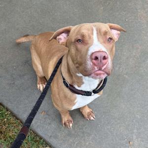 A brown and white pit bull terrier dog on a leash, looking up at the camera with its ears perked up.