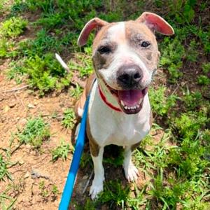 Sapphire, Terrier, Pit Bull, adult, available for adoption