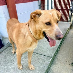 Linguine, Retriever, Labrador, young, available for adoption