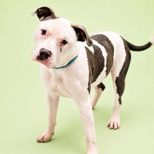 A white and brown dog with a blue collar standing on a green background.