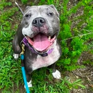 Dawn, Terrier, Pit Bull, adult, available for adoption