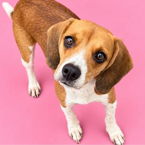 A beagle dog standing on a pink background, looking up with large, expressive eyes.