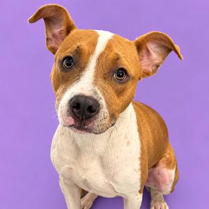 A brown and white dog with floppy ears and a black nose, sitting on a purple background.