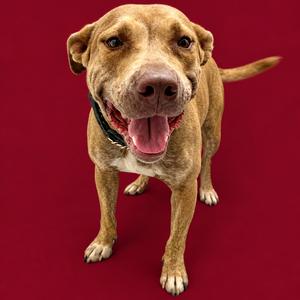 A brown dog with a black collar standing on a red background, smiling with its tongue out.