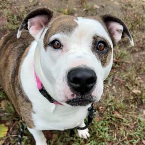 Margie, Terrier, Pit Bull, adult, available for adoption