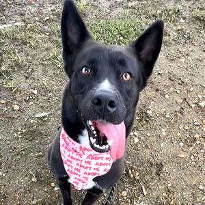 Izzy, Husky, young, available for adoption