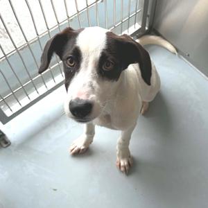 A black and white dog with floppy ears sitting on a gray floor in a kennel.