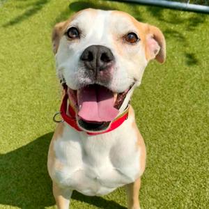 Shiloh, Terrier, Pit Bull, adult, available for adoption