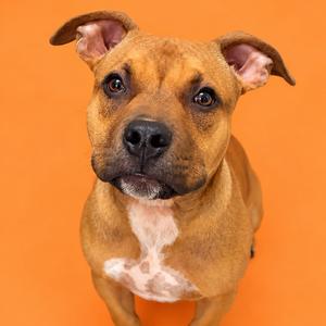 A brown dog with a white patch on its chest, looking up against an orange background.