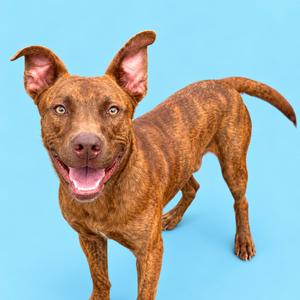 A brown brindle dog with perked ears and a happy expression stands against a blue background.