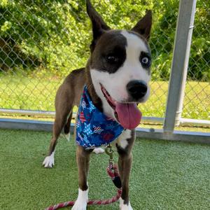 Kammi, Terrier, Pit Bull, young, available for adoption