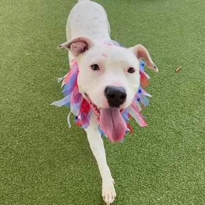 A happy white dog with a patriotic ruff around its neck, standing on green turf.