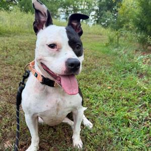 Paige, Terrier, Pit Bull, adult, available for adoption