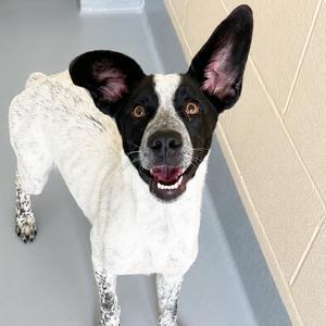 Harry Styles, Hound, puppy, available for adoption