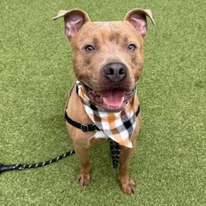 A brown dog with a black and white checkered bandana sitting on green grass.