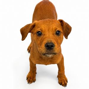 A brown puppy with floppy ears and a black nose, standing on a white background.