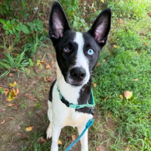 Blue Lagoon, Collie, Border, young, available for adoption