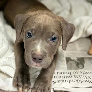 Periwinkle, Terrier, Pit Bull, puppy, available for adoption
