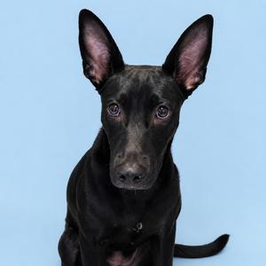 A black dog with perked ears sitting against a light blue background.