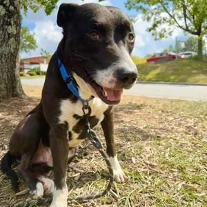 Drako, Terrier, Pit Bull, adult, available for adoption