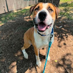 Guinness, Boxer, adult, available for adoption