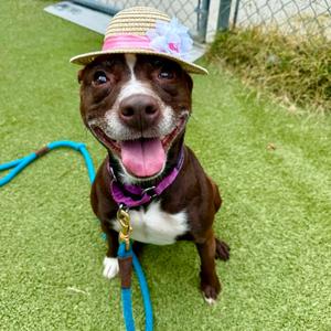 Button, Terrier, adult, available for adoption