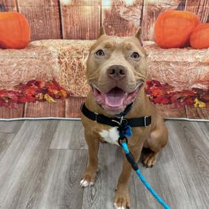 Groot, Terrier, Pit Bull, young, available for adoption