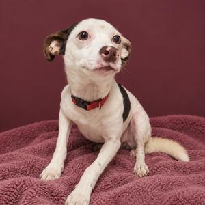 A small white dog with brown patches on its ears and a red collar is sitting on a pink blanket. The dog is looking up with its ears perked up and its mouth slightly open.