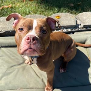 Fern, Terrier, Pit Bull, young, available for adoption
