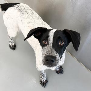 Ariana Grande, Hound, puppy, available for adoption
