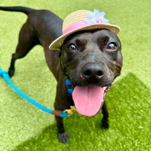 Pearl, Terrier, adult, available for adoption